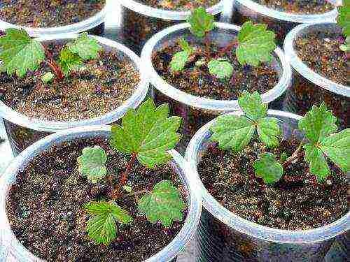 is it possible to grow strawberries and tomatoes in a greenhouse