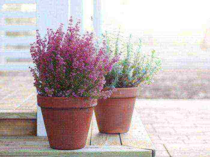 is it possible to grow heather garden at home in a pot