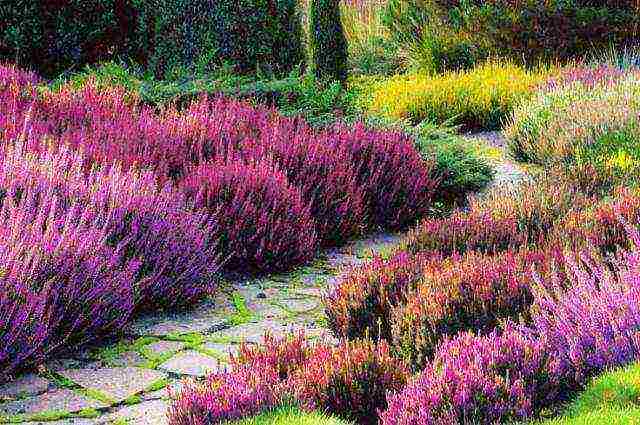 is it possible to grow heather garden at home in a pot