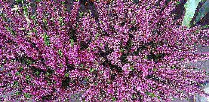 is it possible to grow heather garden at home in a pot