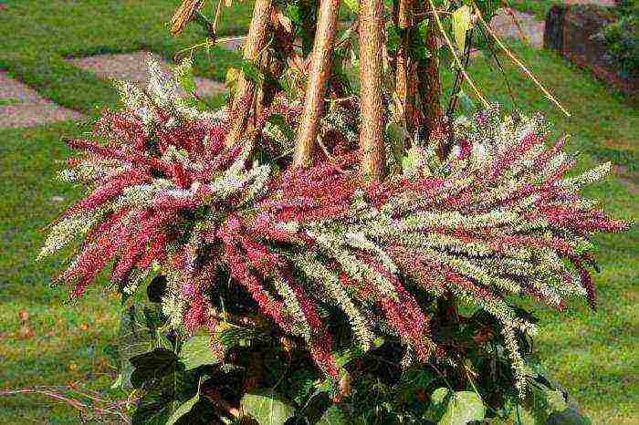 is it possible to grow heather garden at home in a pot