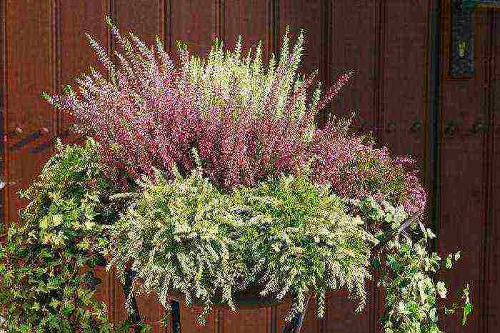 is it possible to grow heather garden at home in a pot