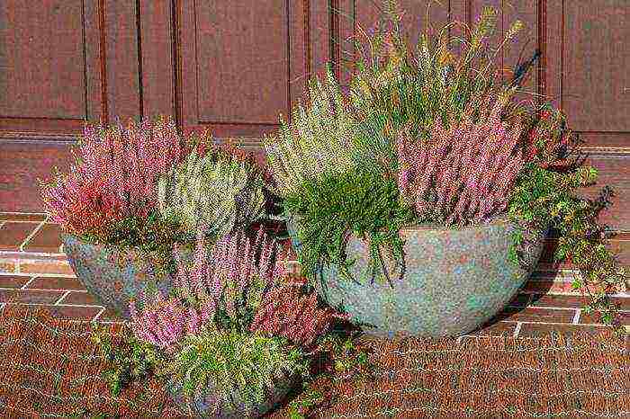 is it possible to grow heather garden at home in a pot