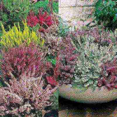 is it possible to grow heather garden at home in a pot