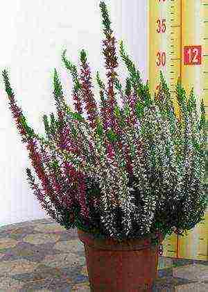 is it possible to grow heather garden at home in a pot