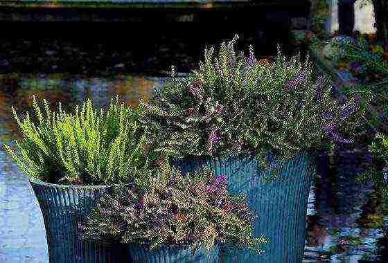 is it possible to grow heather garden at home in a pot