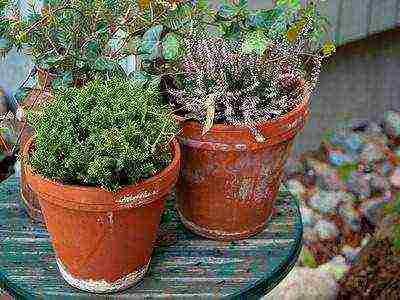 is it possible to grow heather garden at home in a pot