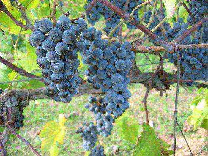 is it possible to grow grapes at home