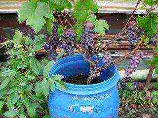 is it possible to grow grapes at home