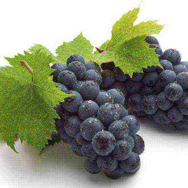 is it possible to grow grapes at home