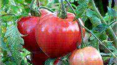 you can continue growing tomatoes in September