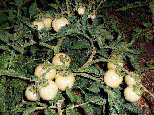 you can continue growing tomatoes in September