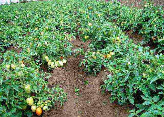 you can continue growing tomatoes in September