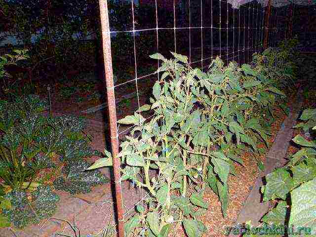 you can continue growing tomatoes in September