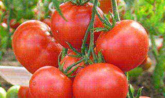 you can continue growing tomatoes in September