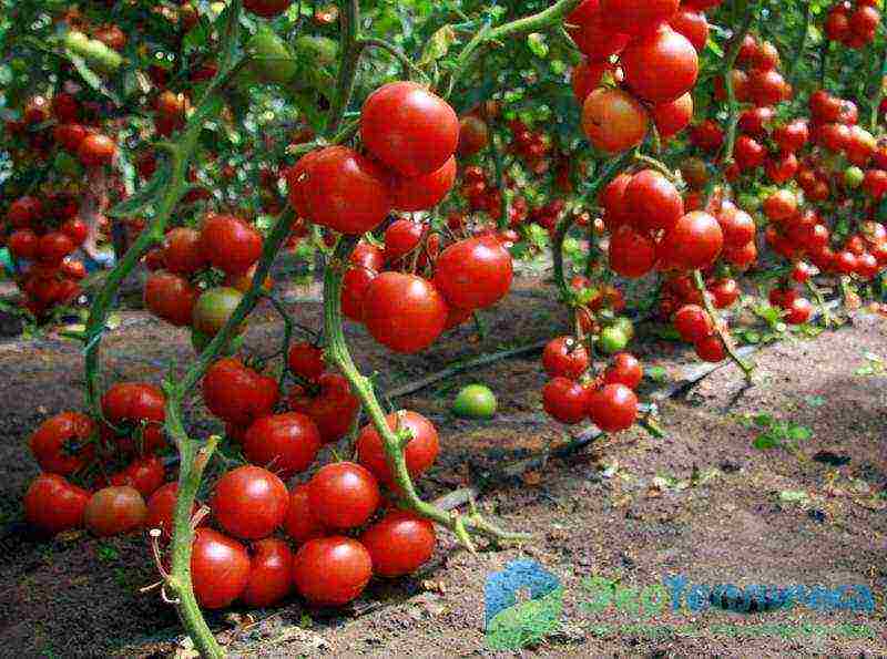 you can continue growing tomatoes in September