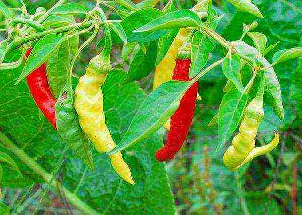 you can continue growing tomatoes in September