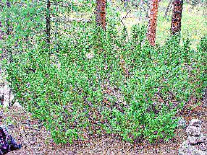 juniper from the forest planting and care in the open field