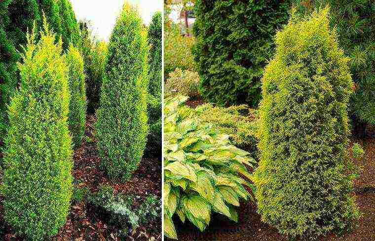 juniper from the forest planting and care in the open field