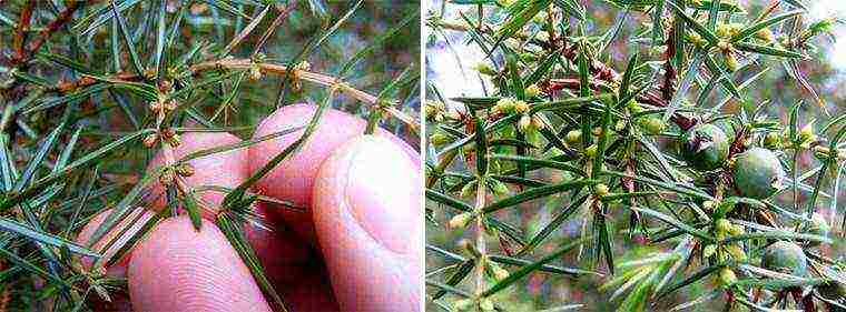 juniper from the forest planting and care in the open field