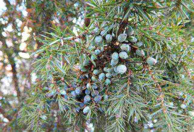 juniper from the forest planting and care in the open field