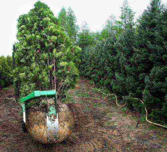 juniper from the forest planting and care in the open field