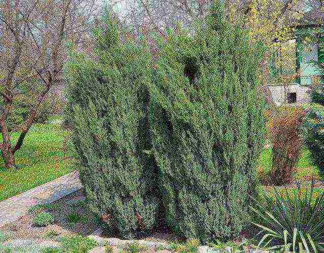 juniper from the forest planting and care in the open field