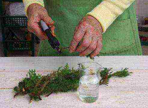 juniper from the forest planting and care in the open field