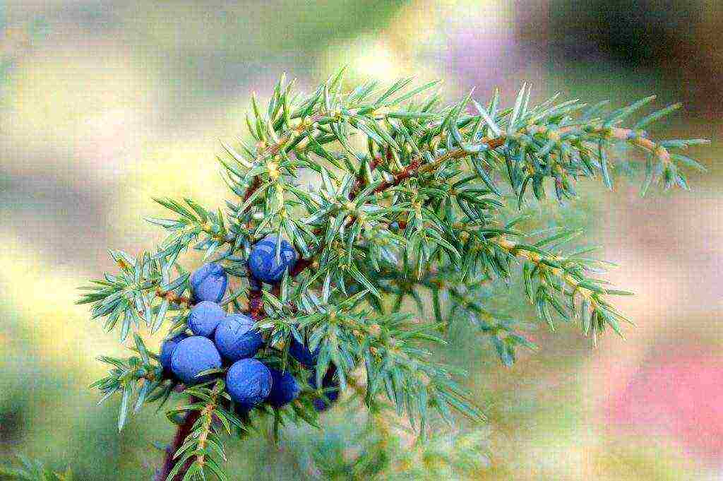 juniper from the forest planting and care in the open field