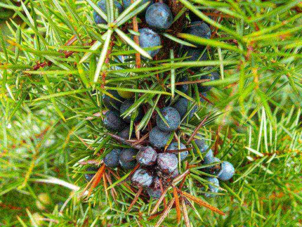 juniper from the forest planting and care in the open field