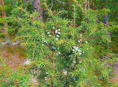 juniper from the forest planting and care in the open field