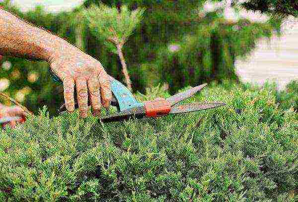 common juniper planting and care in the open where to plant