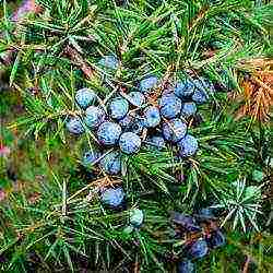 common juniper planting and care in the open where to plant