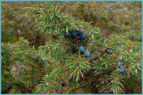 common juniper planting and care in the open where to plant