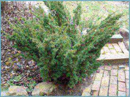 common juniper planting and care in the open where to plant
