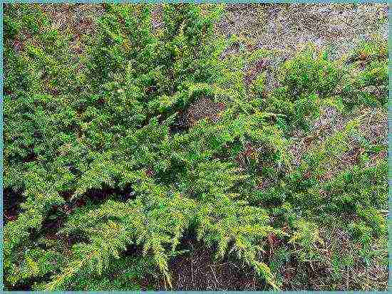 common juniper planting and care in the open where to plant