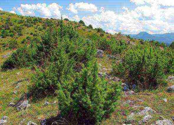 common juniper planting and care in the open where to plant