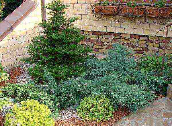 common juniper planting and care in the open where to plant