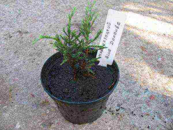 common juniper planting and care in the open where to plant