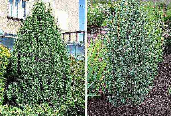 common juniper planting and care in the open where to plant