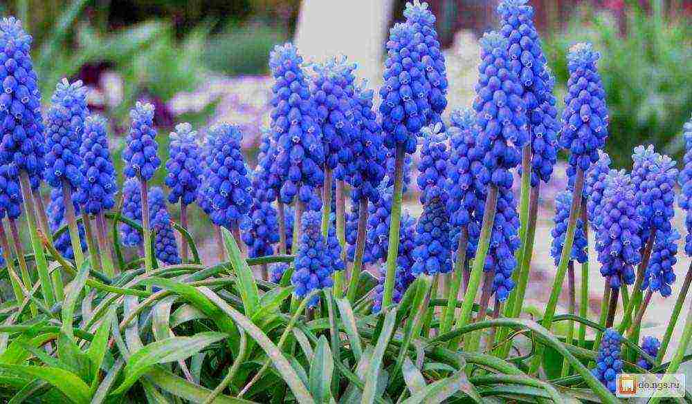 Ang pagtatanim at pag-aalaga ng muscari sa bukas na bukid sa Urals