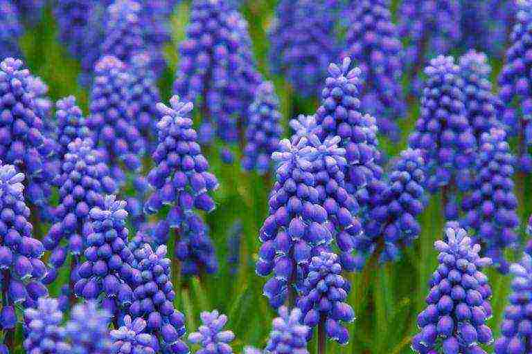 Ang pagtatanim at pag-aalaga ng muscari sa bukas na bukid sa Urals