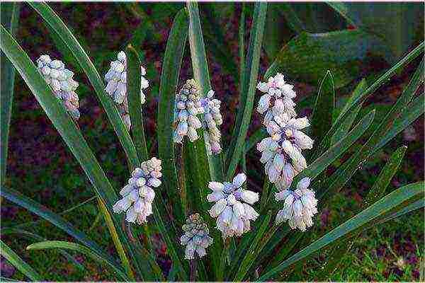 Muscari planting and care in the open field in the Urals