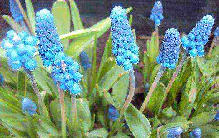 Muscari planting and care in the open field in the Urals