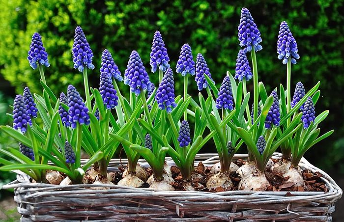 Ang pagtatanim at pag-aalaga ng muscari sa bukas na bukid sa Urals