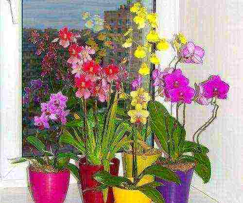 on which window is it better to grow phalaenopsis orchids