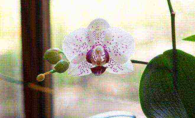 on which window is it better to grow phalaenopsis orchids at home