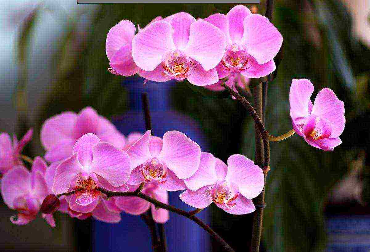 on which window is it better to grow phalaenopsis orchids at home