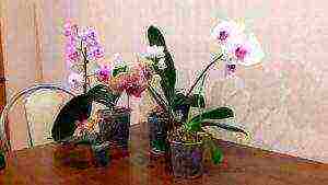on which window is it better to grow phalaenopsis orchids at home