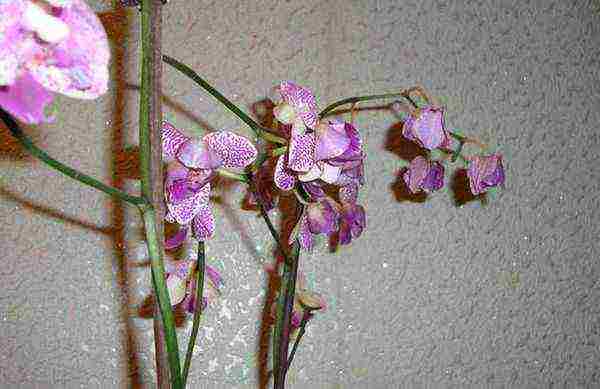 on which window is it better to grow phalaenopsis orchids at home